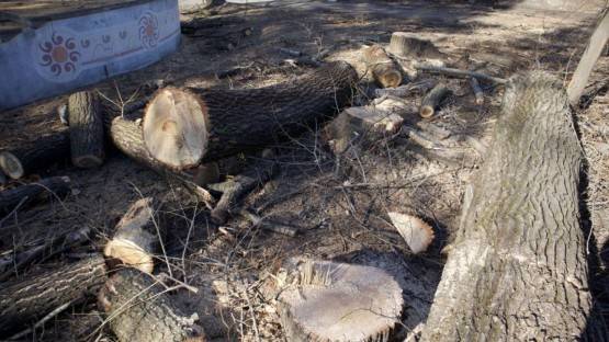 Мадина Сагеева добилась прокурорской проверки по факту вырубки вековых деревьев
