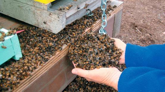 Пчеломор в Осетии. Что стало причиной гибели мед несущих?