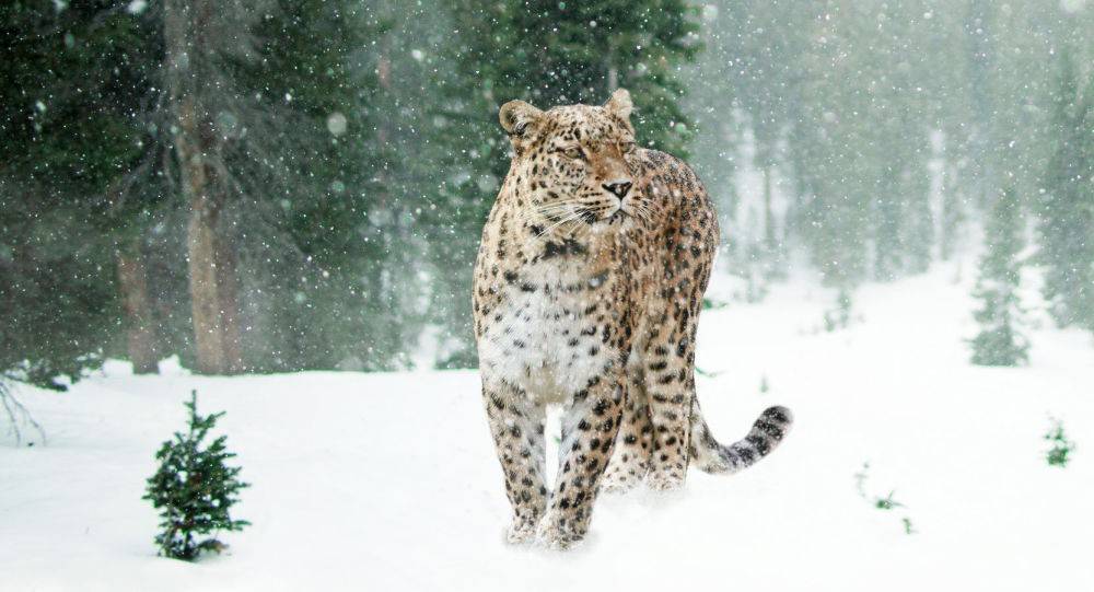 Фото: Проект ИПЭЭ РАН и ПАО РусГидро по восстановлению переднеазиатского леопарда в Осетии