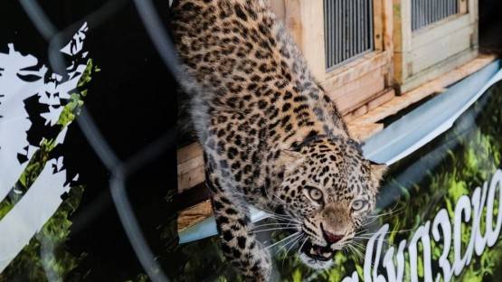 Браконьеры отстрелили леопарда Лео, выпущенного в дикую природу Северной Осетии