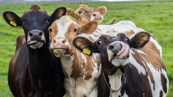 Застрахуй буренку: в Беслане на штрафстоянку попали первые коровы