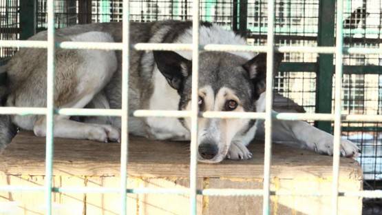 Более тысячи бродячих собак стерилизовали во Владикавказском питомнике за прошлый год