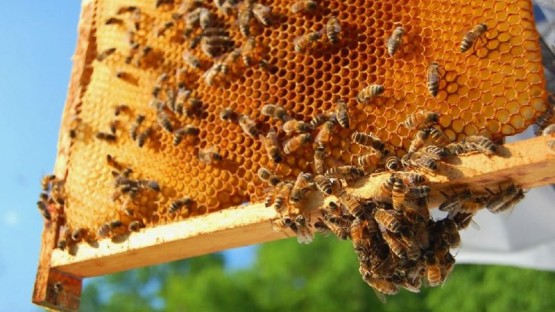 Четыре жителя Ардонского района похитили около 2 млн рублей, выделенных на развитие пчеловодства