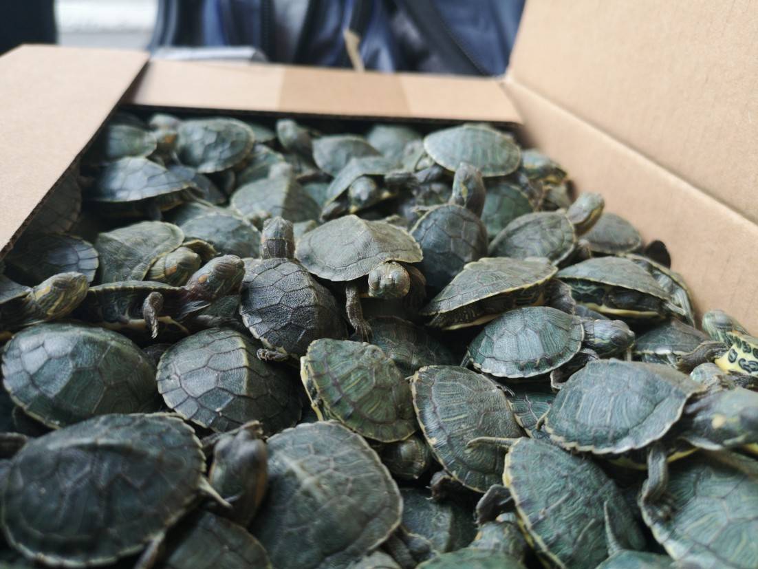 Красноухие черепахи. Фото:Пресс-служба таможни Северной Осетии