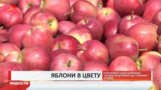 В Северной Осетии начали собирать урожай яблок