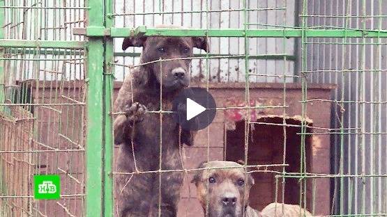 В Осетии начали разводить собак с суровым взглядом