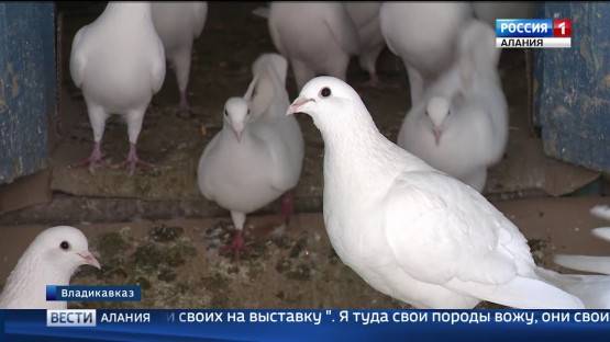 Житель Владикавказа Георгий Амбалов с детства разводит редкие породы голубей