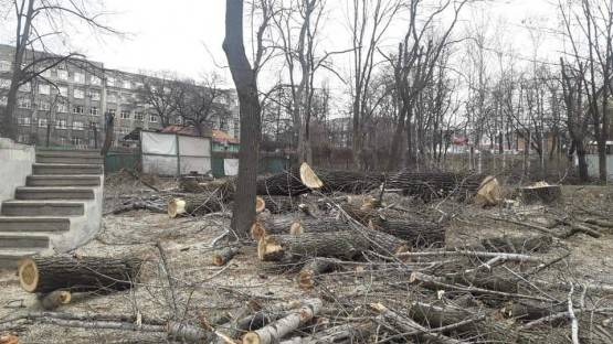 Почему изуродованные деревья во Владикавказе — норма для городских чиновников