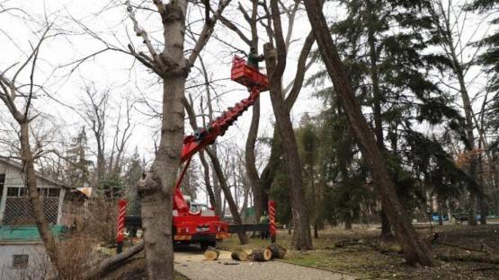 Вырубка и обрезка деревьев в центре Владикавказа проводилась незаконно - прокуратура