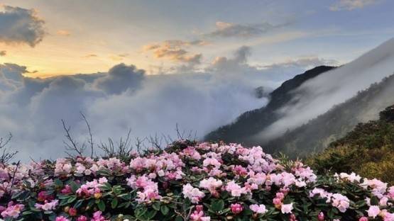 Поля рододендроров в Северной Осетии - в топ-8 мест для «цветочных» фотосессией в России