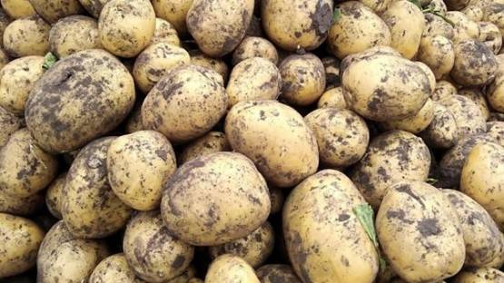Фермеры объяснили небывалый рост цен на картофель