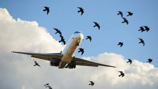 Птица чуть не спровоцировала крушение самолёта, летевшего во Владикавказ