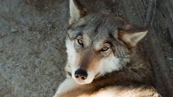 Во время отлова бродячих собак​ во Владикавказе поймали волка