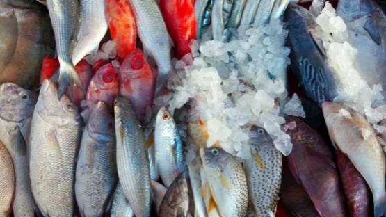 В Северной Осетии планируют увеличить выпуск рыбы на продажу в 2023 году