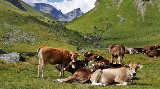 Власти Северной Осетии выделили более 2 тысяч гектаров сельским поселениям для выпаса скота