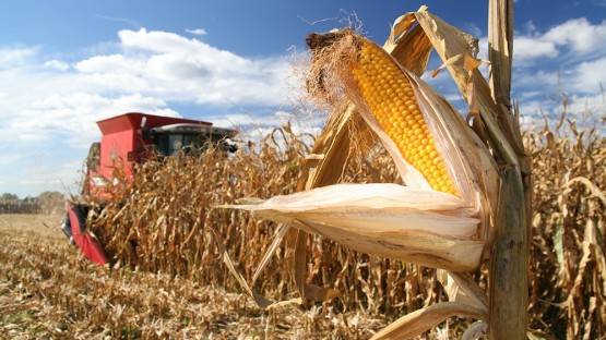 Фермеры Северной Осетии останавливают сбор урожая кукурузы из-за подорожания ГСМ