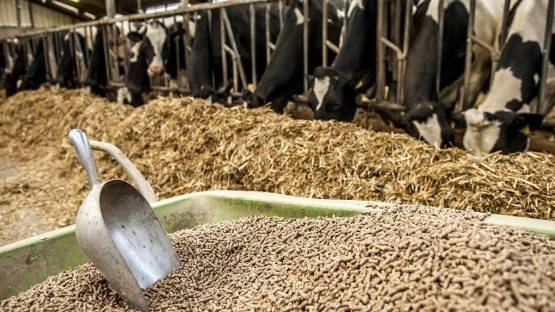 Северная Осетия экспортировала в Грузию и Азербайджан 240 т кормов для животных