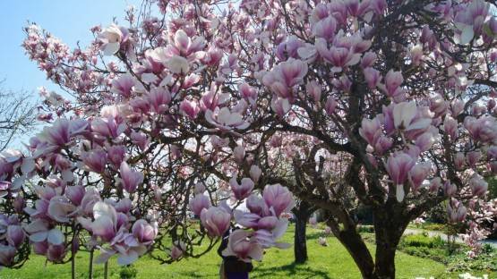 В Центральном парке начали высаживать розовые магнолии
