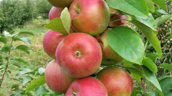 В Северной Осетии получили первый урожай яблок, названных в честь Гайто Газданова
