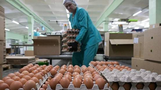 В минсельхозе спрогнозировали стабилизацию цен на яйца в течение месяца