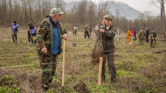 Полмиллиона саженцев разных пород деревьев высадили в Северной Осетии за последние 5 лет - Меняйло
