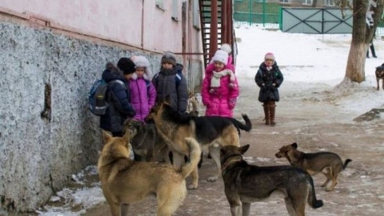 В Кизляре собаки напали на школьниц