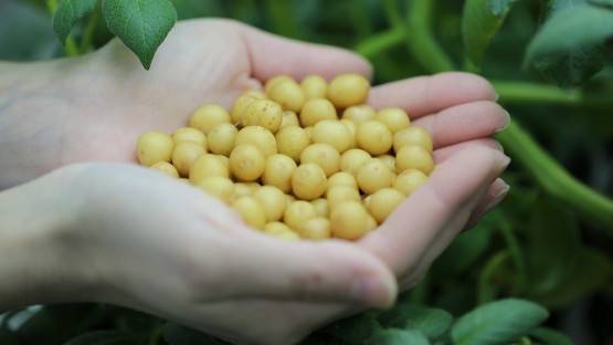 Предприятия Северной Осетии увеличили производство элитных семян картофеля