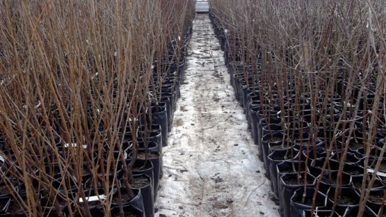 Поставки саженцев плодовых деревьев из Северной Осетии выросли в 8 раз