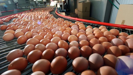 Осетинские производители яиц не будут повышать цены в преддверии Пасхи