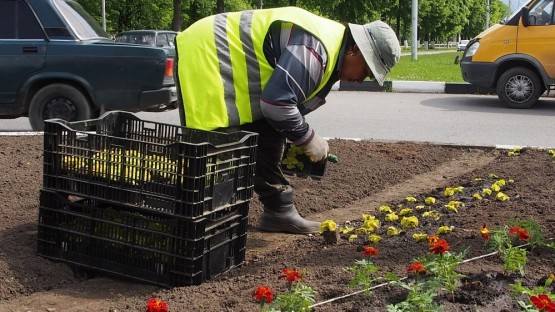 Во Владикавказе начались посадки цветущей рассады