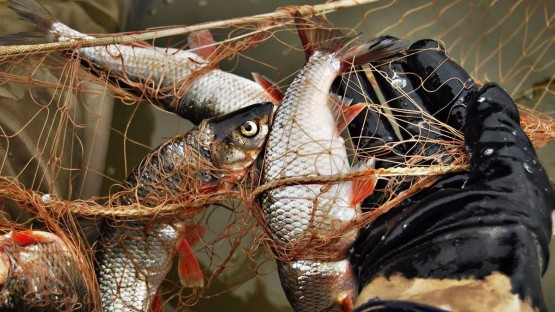 Росрыболовство проводит проверку на озере Бекан после гибели в браконьерских сетях рыбы и черепах