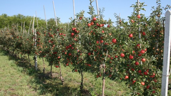 Саженцы яблони из Северной Осетии впервые поставили в Дагестан, Чечню и Ингушетию