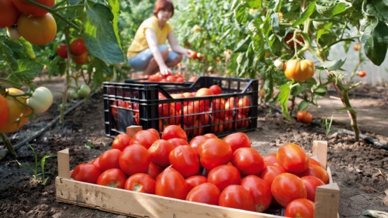 Первый урожай томатов из тепличного комплекса «Алания» в Ногире планируют получить в 2025 году