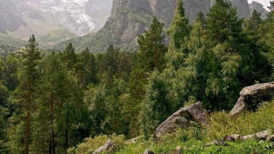 700 кг семян основных лесообразующих пород заготовит Северная Осетия в 2024 году
