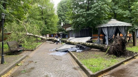 Более 20 деревьев повалил шквалистый ветер во Владикавказе - АМС