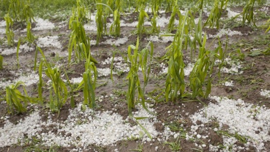 Около 700 га посевов зерновых культур пострадали из-за града в Северной Осетии