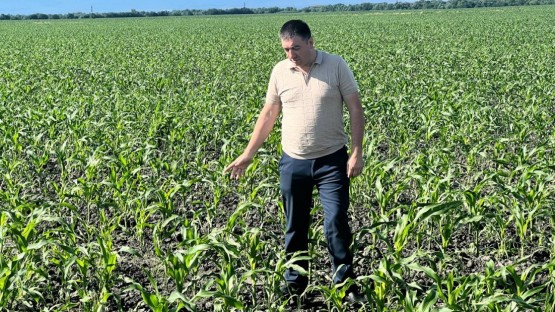 В Нарте подсчитали ущерб от непогоды: погибло более 200 га кукурузы