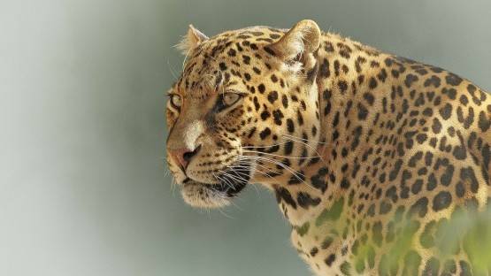 Экспедицию по поиску пропавшего в Южной Осетии леопарда Эльбруса пришлось перенести на середину лета