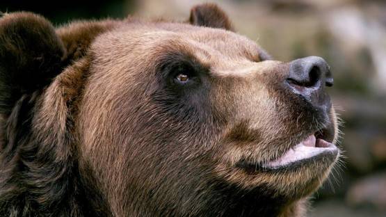 «Мигрирующий» медведь в Рокском тоннеле попал на видеокамеру
